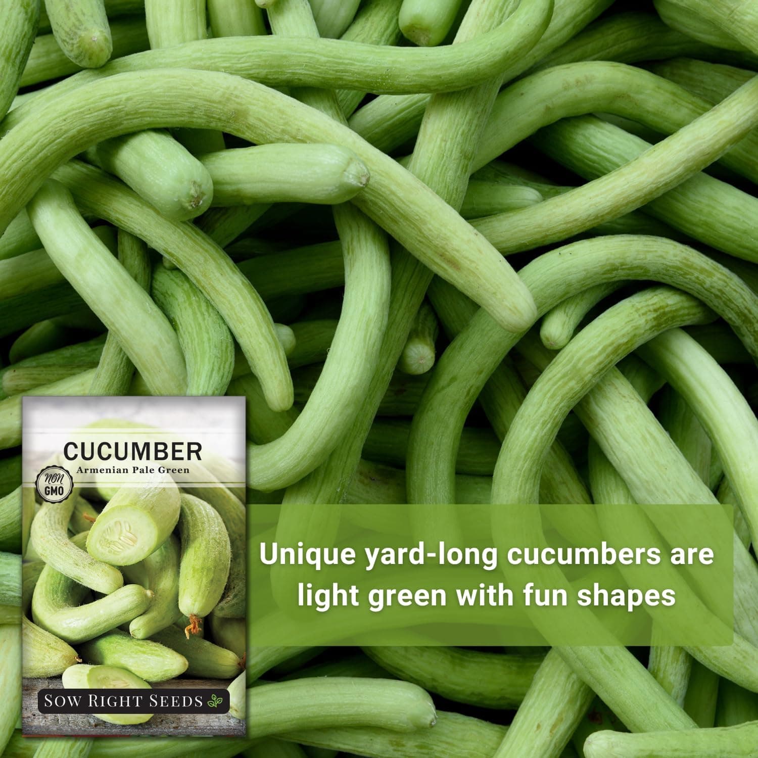Sow Right Seeds - Armenian Pale Green Cucumber Seeds for Planting